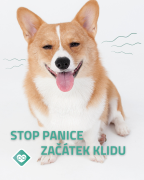 Už žádný strach a panika! Objevte přírodní řešení pro klidné Vánoce a Silvestr vašeho psa